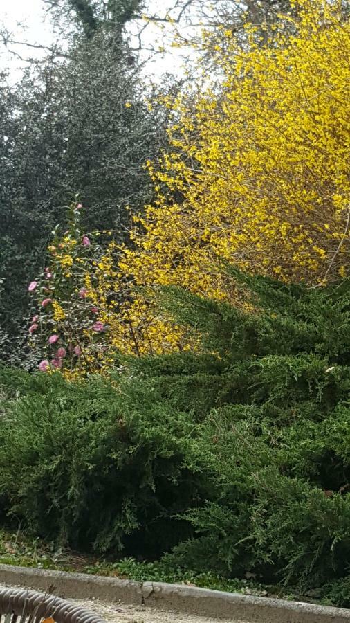 Bretagne-de-Marsan La Belle Chaumiere Bed & Breakfast エクステリア 写真
